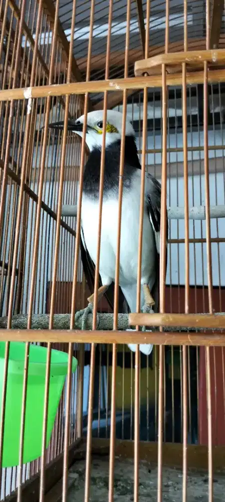 Jual Burung Jalak Hongkong.