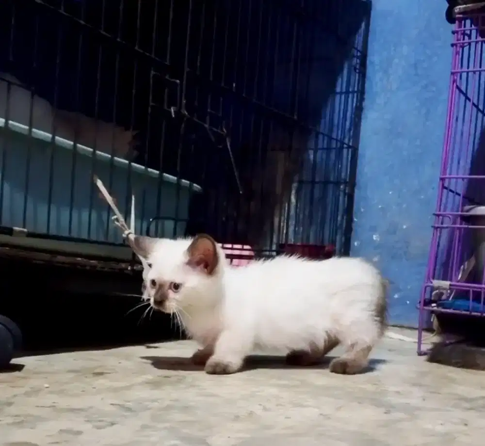 Kitten jantan Munchkin Himalaya peaknose Persia