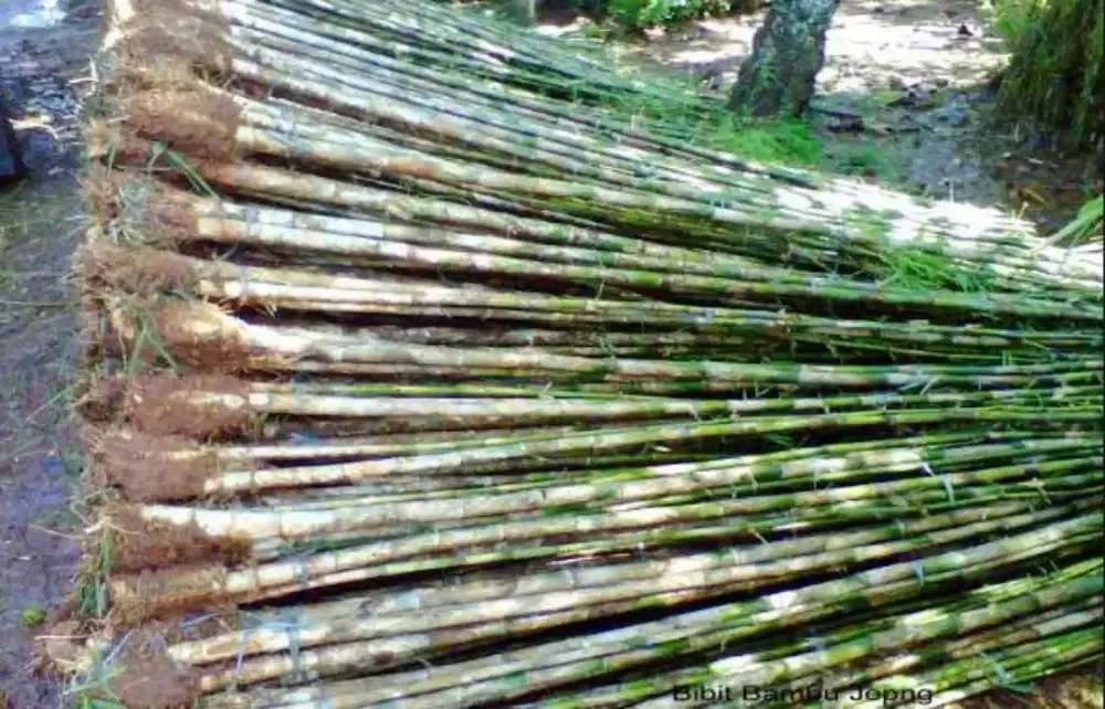 Jual Bambu jepang pagar