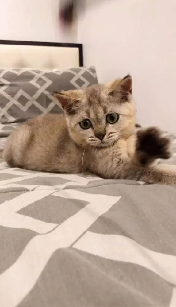 BSH British ShortHair Jantan