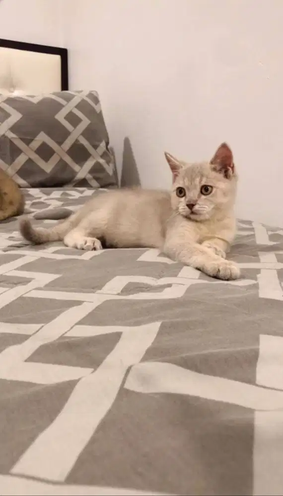 BSH British ShortHair Jantan