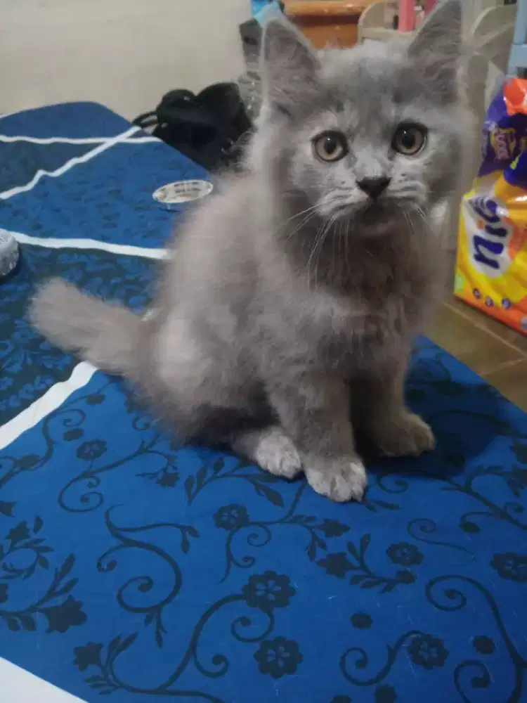 KITTEN PERSIA BETINA