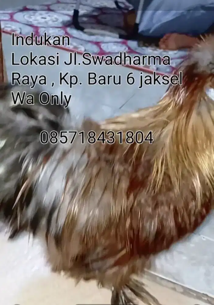 Indukan Ayam Silkie