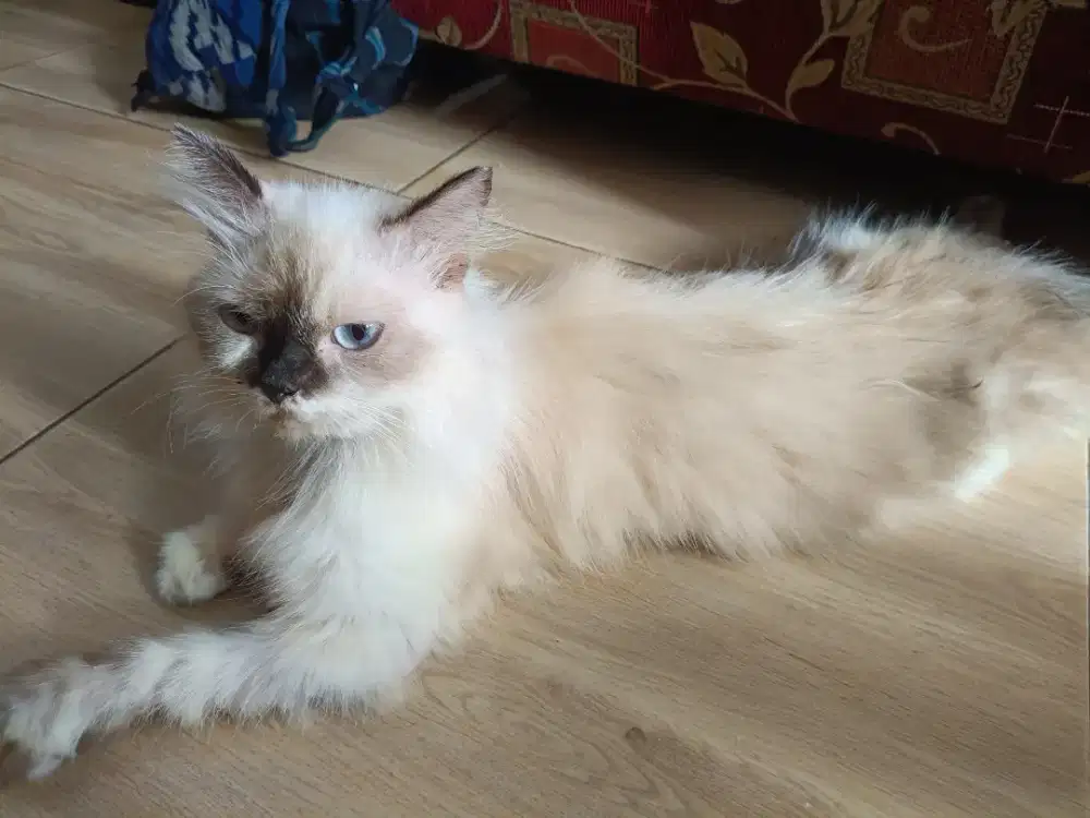 Kucing Himalaya