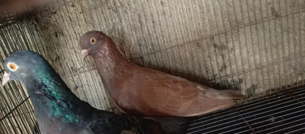 Burung dara siap jadi player tinggal lanjutin aja..