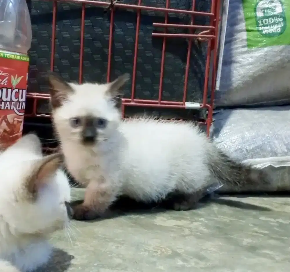 Kitten Munchkin Himalaya betina peaknose Persia