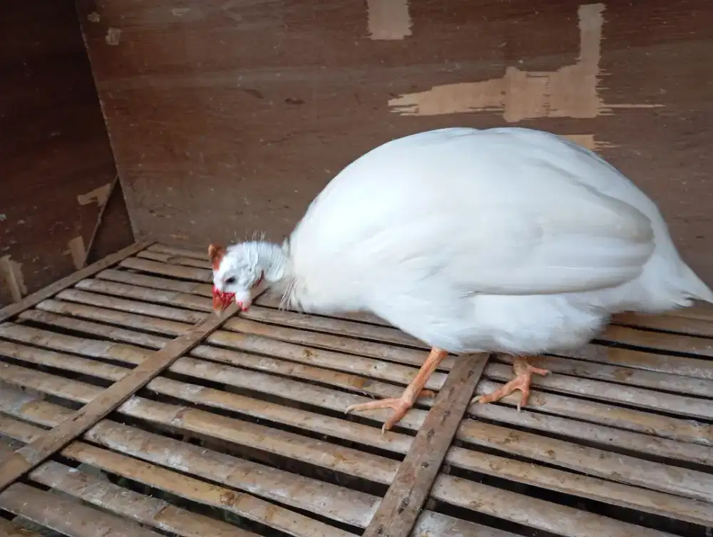 ayam mutiara albino dewasa