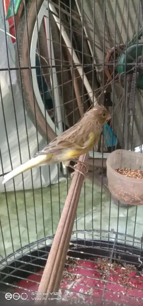jual burung kenari seri loper jantan