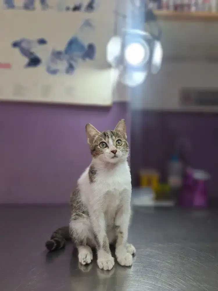 Kucing domestik gratis
