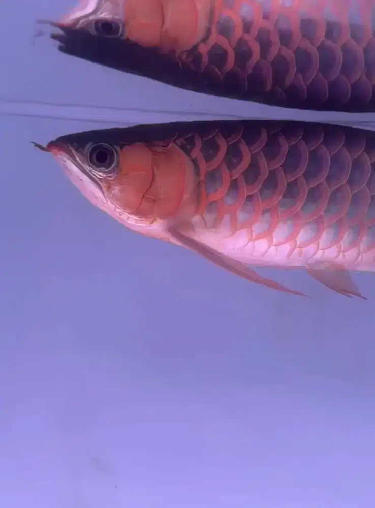 ARWANA SUPER RED 40CM