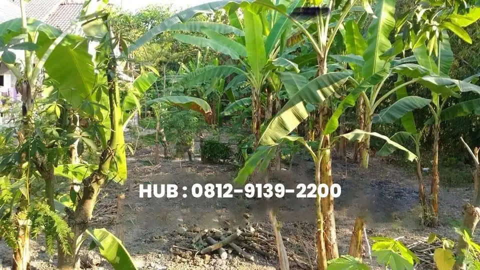 Tanah Karangjati Ngawi Luas 930 m2