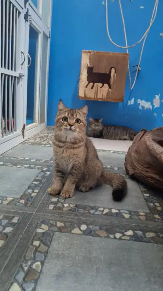 British shorthair betina