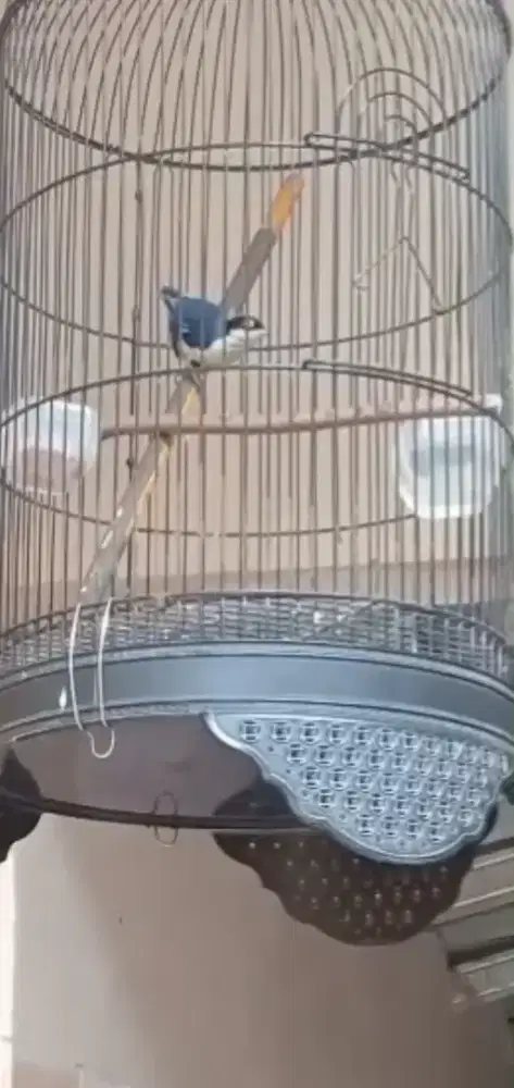 Burung gacor isian