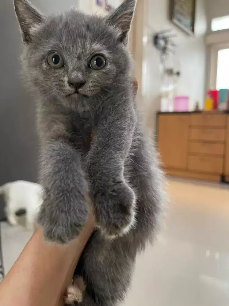 LA KITTEN BSH PURE