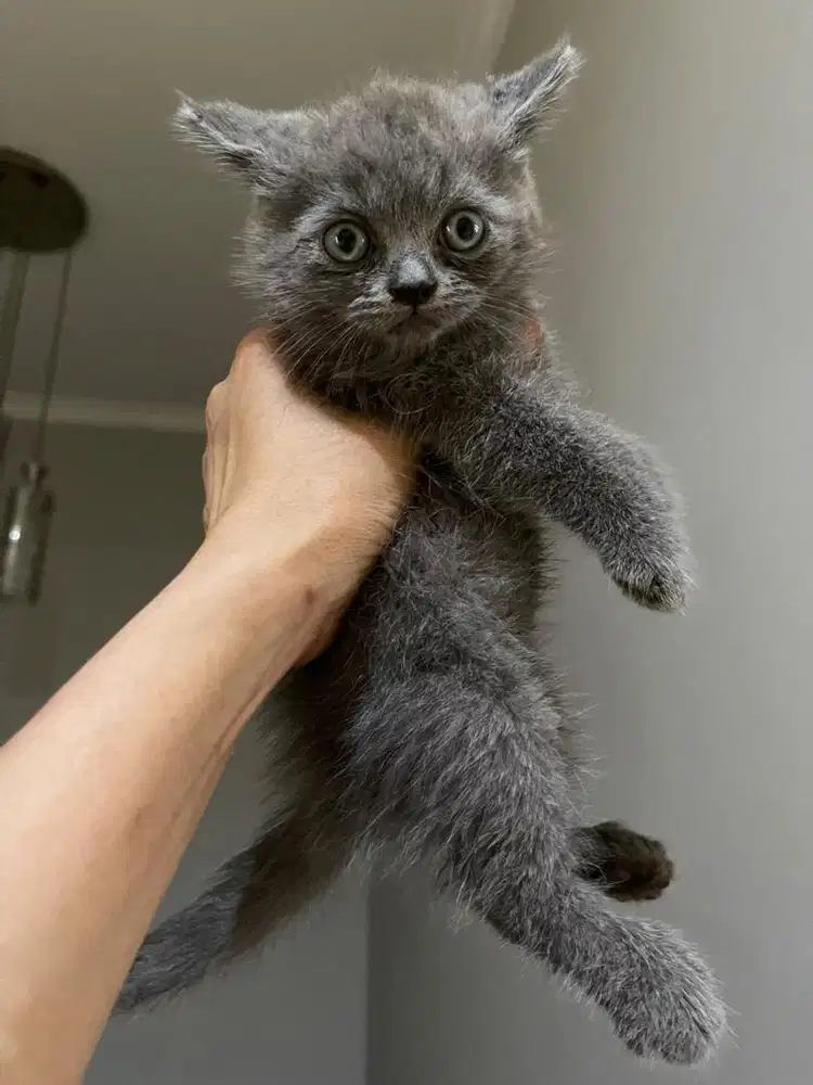 Kitten PURE BSH