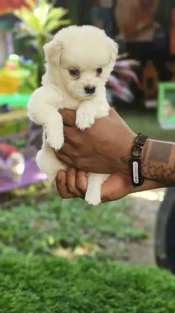 Minipom UMR 1,5 bulan betina ke 3 nya