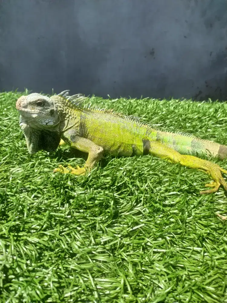 Iguana gemoy hijau