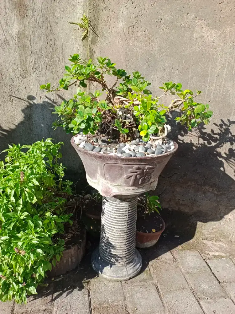 Bonsai beringin dollar dan pohon dewandaru.