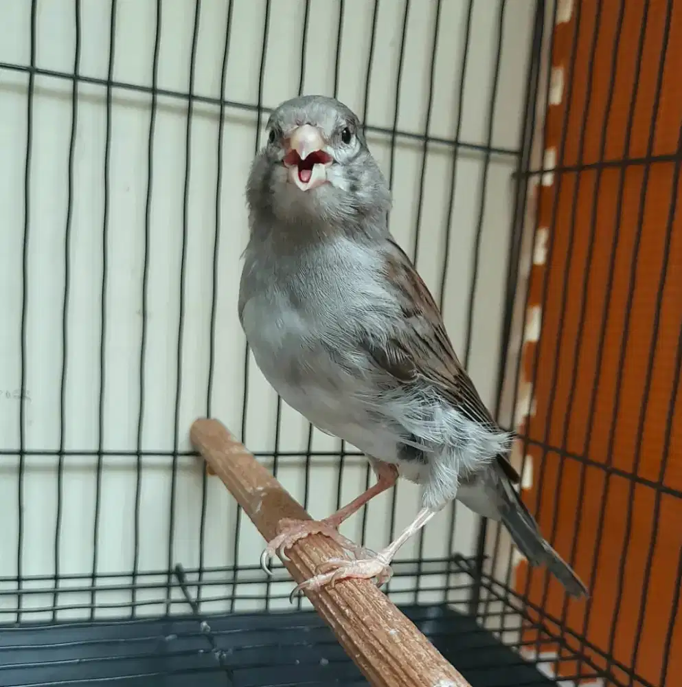 kenari jantan starblue gacor