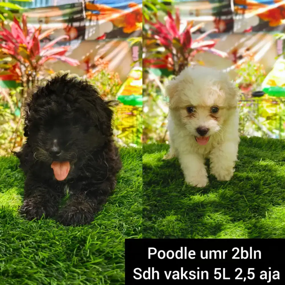 Minipom poodle & Shitzu