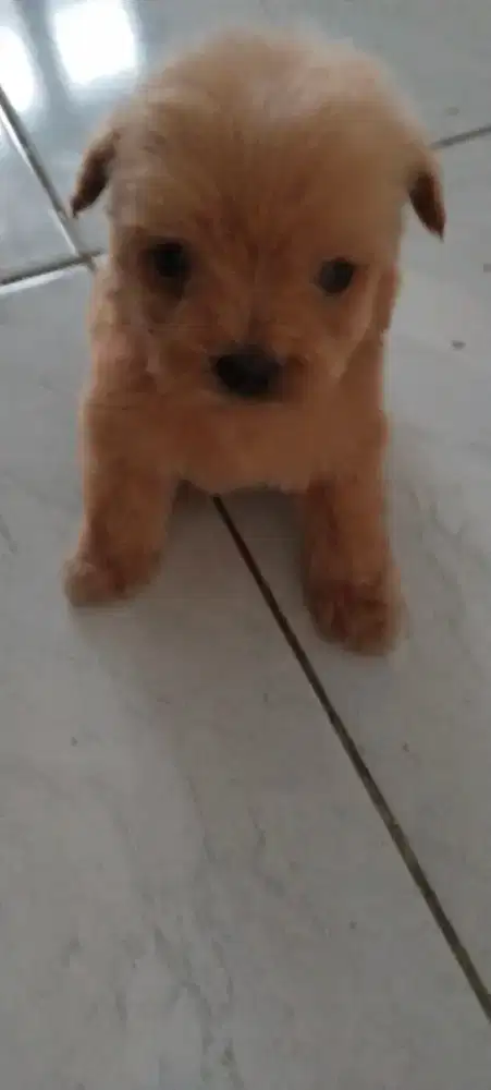 dijual anak anjing jenis mix poodle vs poodle usia 1,5bulan