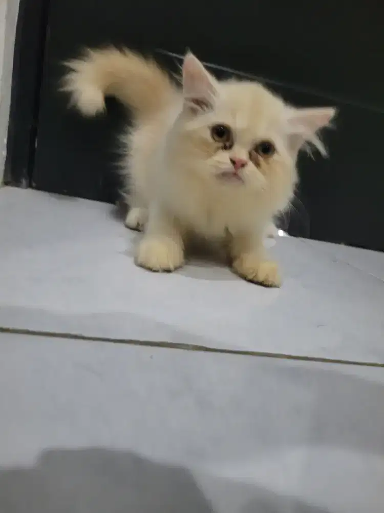 Anakan kucing persia peaknose