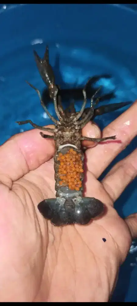 Lobster air tawar