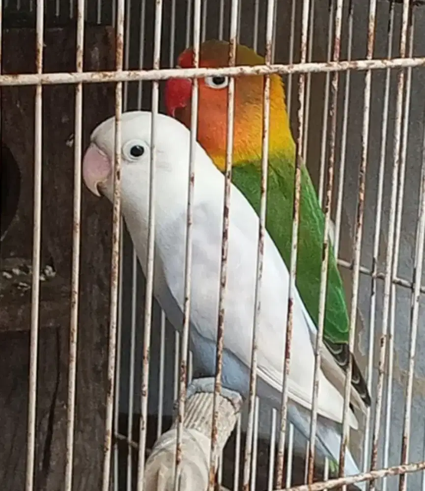 Di jual murah lovebird paud siapan 2 ekor nuktok