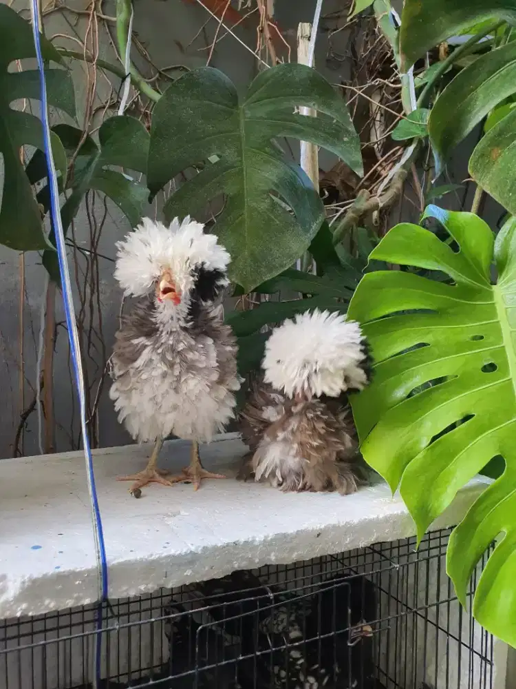 AYAM POLAND BULU WALIK