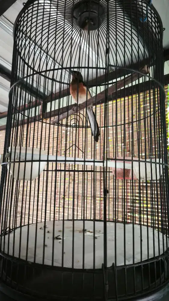 Burung Murai Trotol