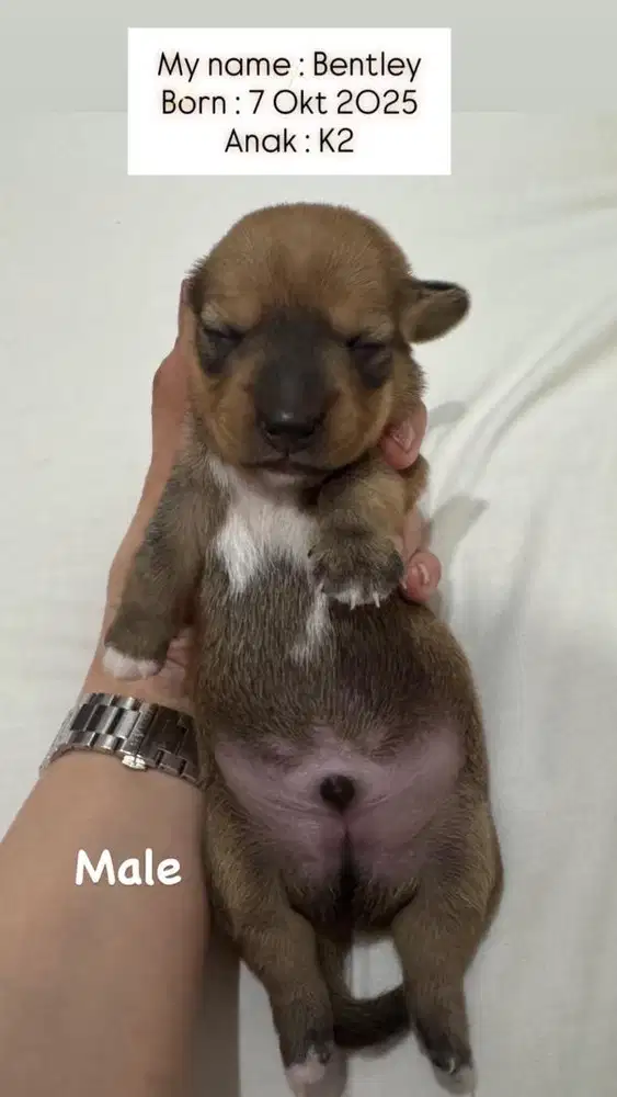 Opent adopt Mini Tekel Dapple mix Red