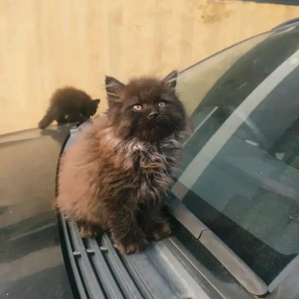 Kucing ras persia pure black smoke kitten jantan