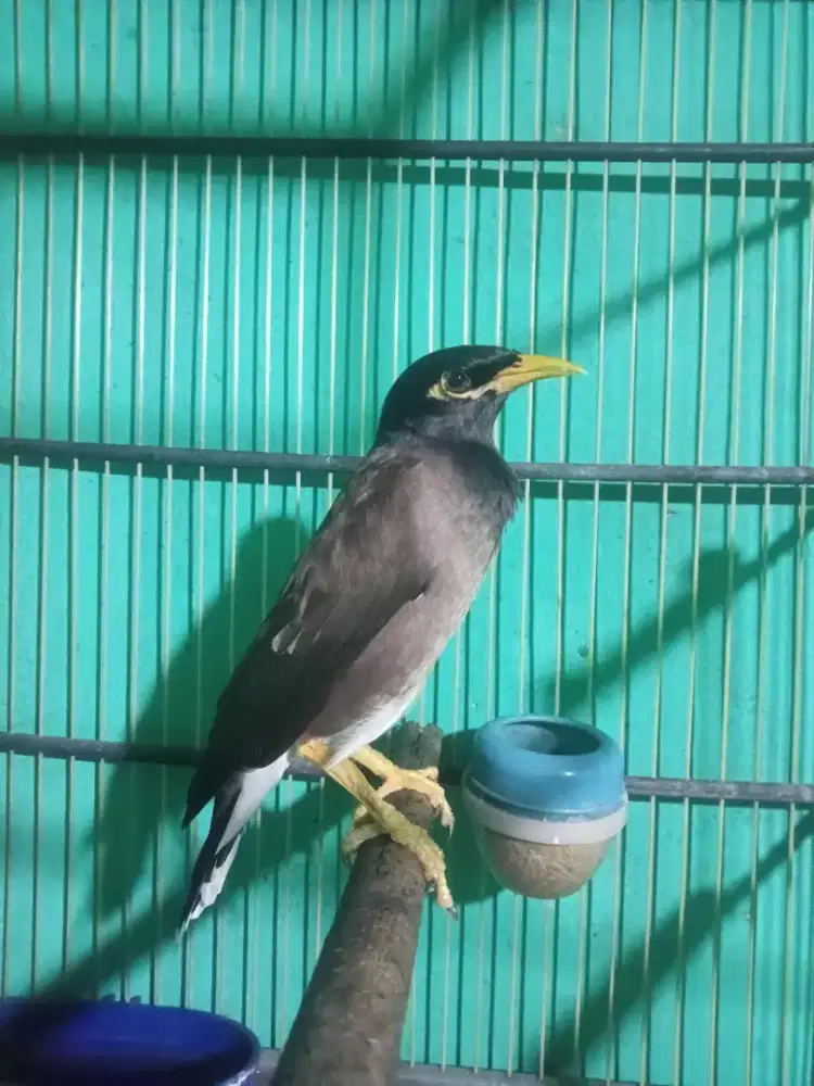 Jalak Nias dewasa