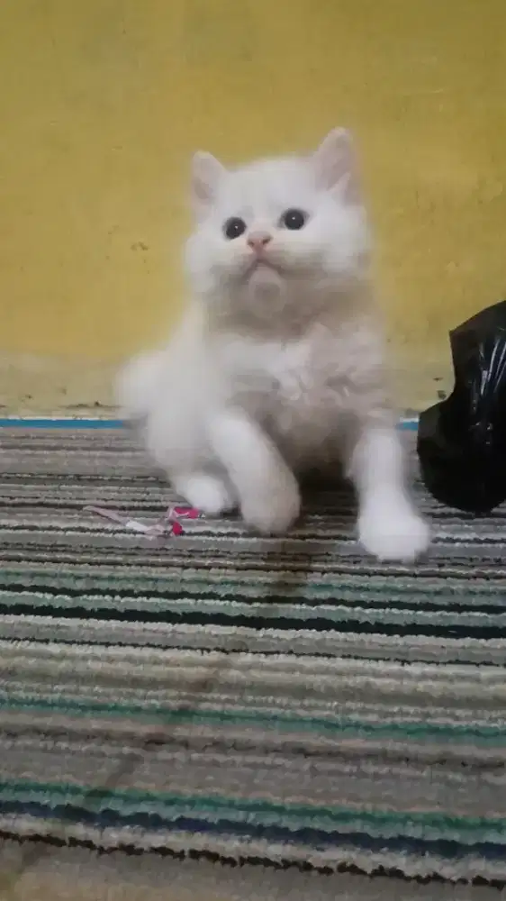 Kucing Persia Medium