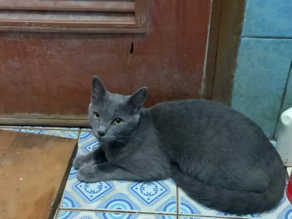 Kucing busok betina