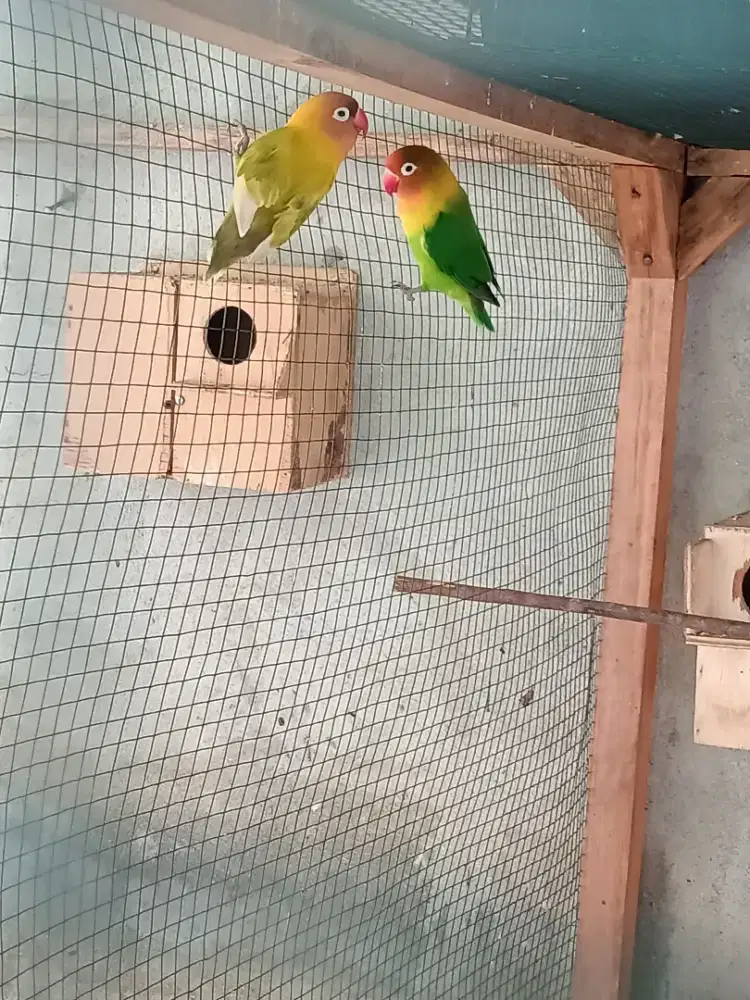 Lovebird Rawatan
