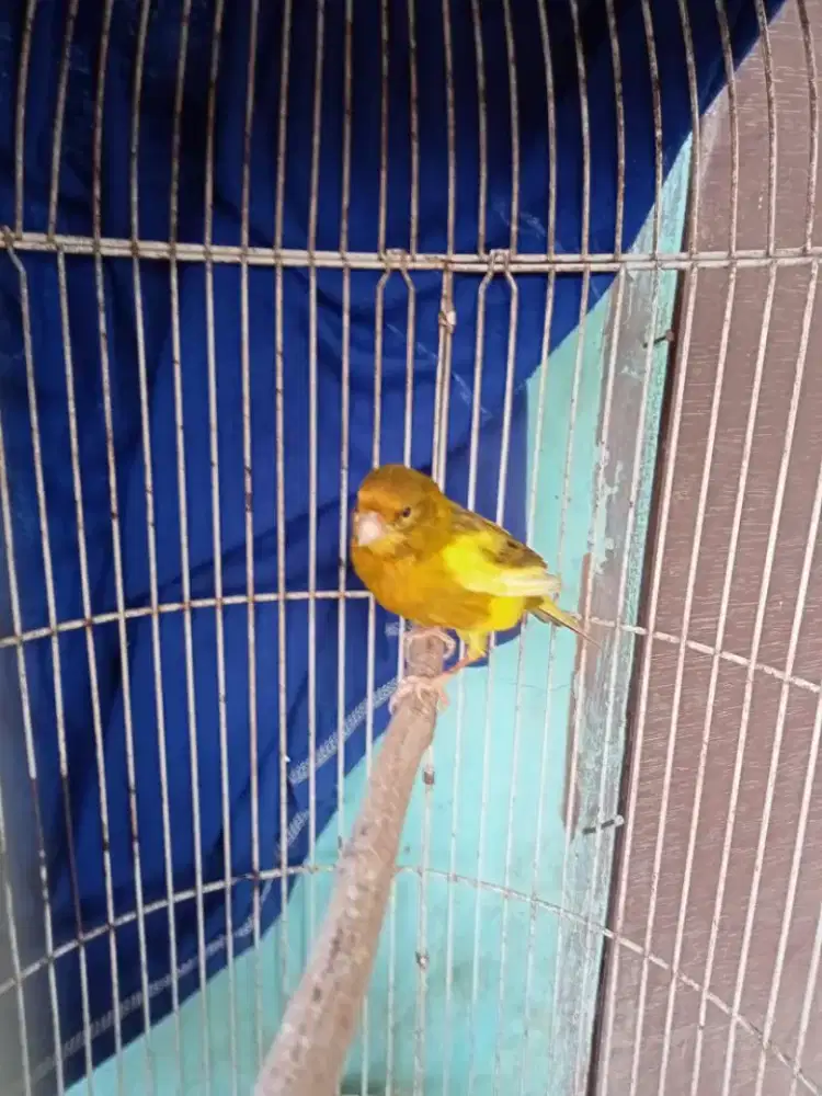 kenari jenis af isian Lovebird dll