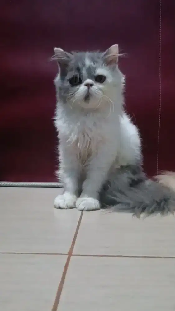 Kiteen Persia longhair betina