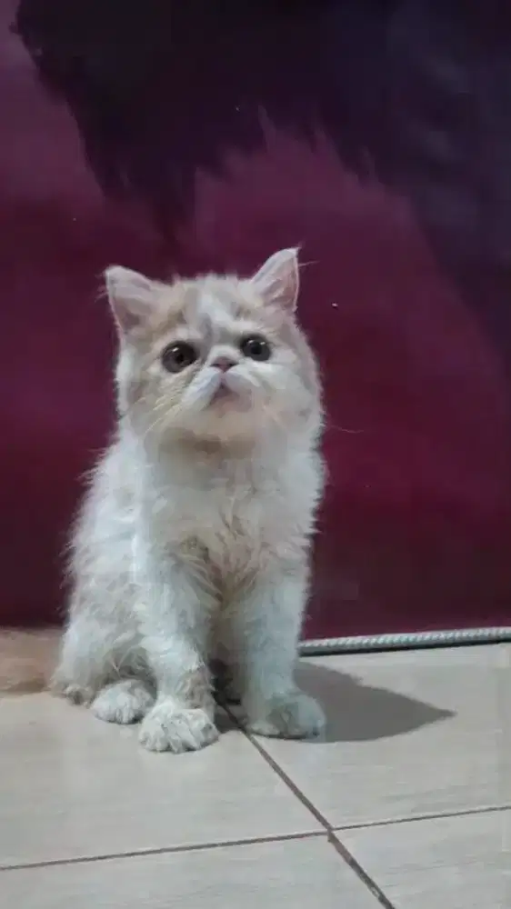 Kitten Persia longhair jantan