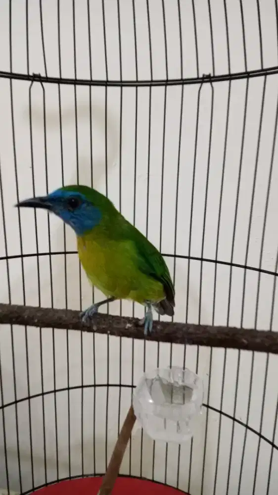 Dijual Burung kinoy