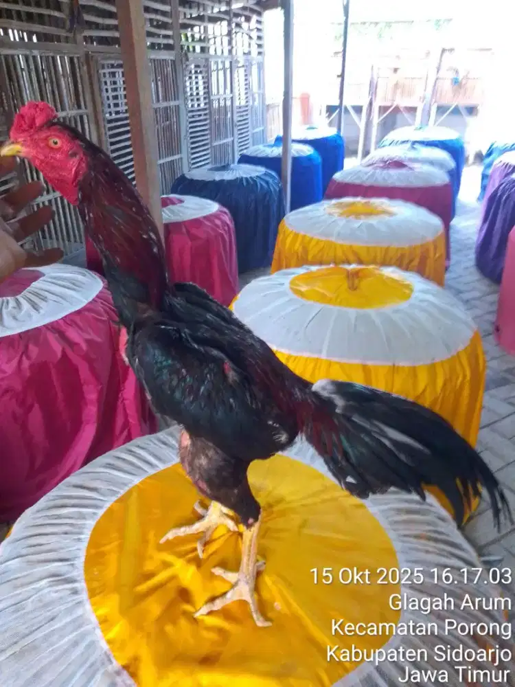 Ayam Bangkok super