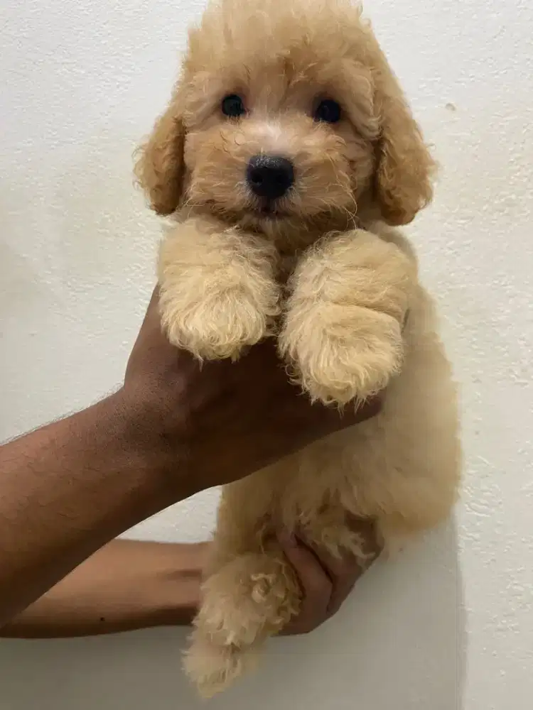 Puppy poodle toy lucu