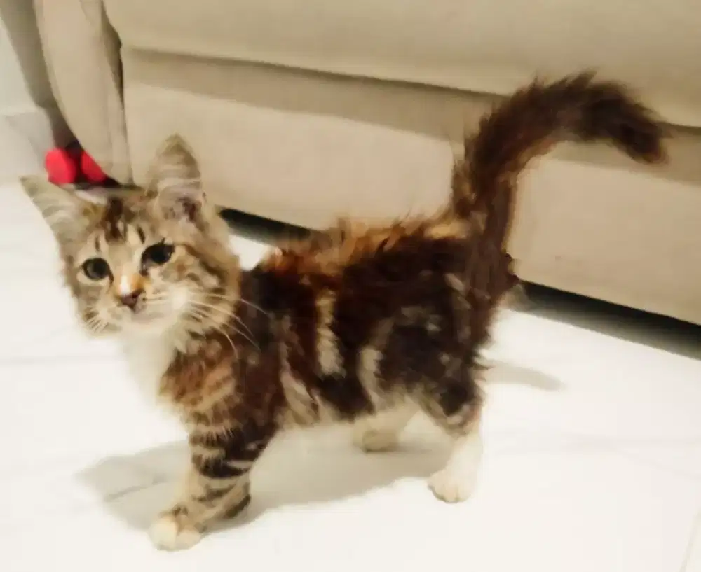 Kitten Betina longhair marble lucu bulu bgs over gaada temannya cod ok
