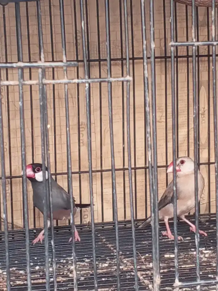Burung Sepasang