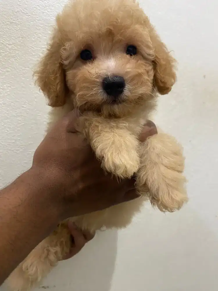 Apricot poodle puppy lucu