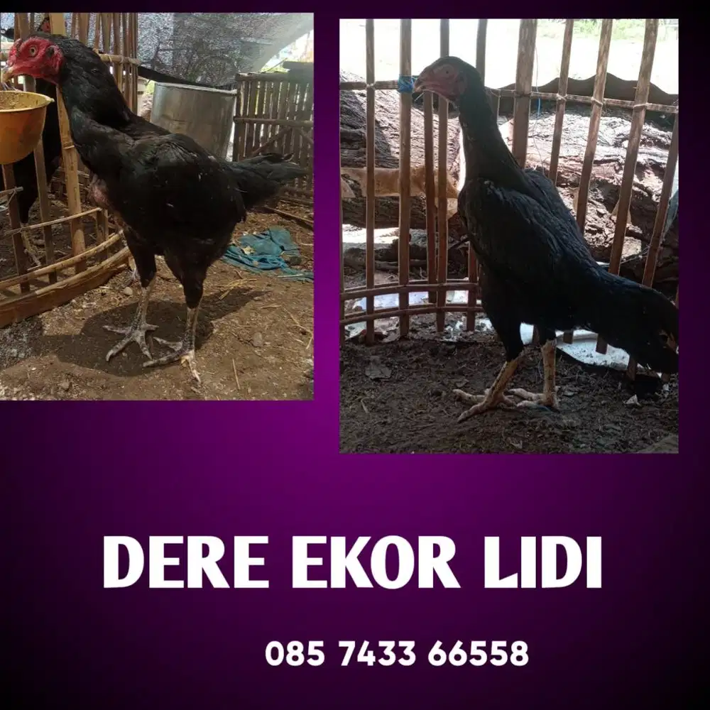 Mumpung lagi BU, Monggo Dere ekor lidi