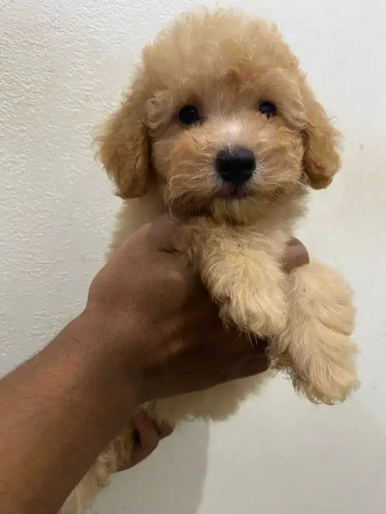 Poodle apricot puppy lucu