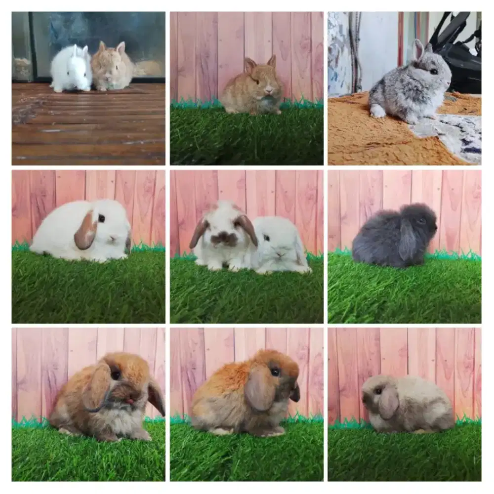 Peternakan kelinci hias