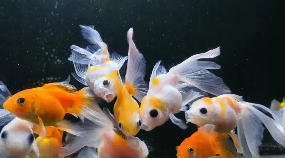 Ikan koki borongan murah