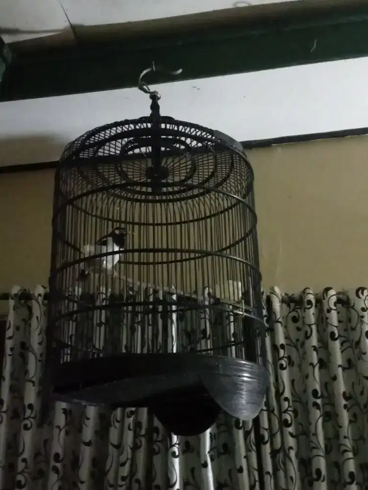 Jalak Suren Jawa Bisa Ngomong